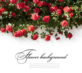 beautiful floral background