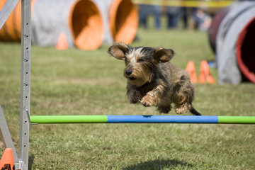 Dackel beim Agility