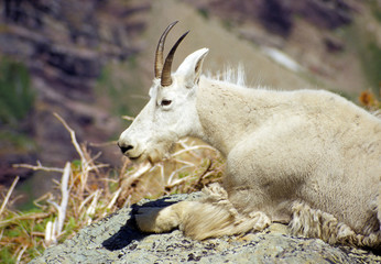Mountain goat in the summer heat