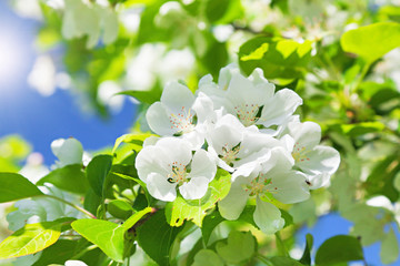 blossom apple tree