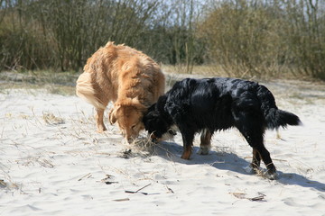 Golden Retriever und Bernersennen schnuppern im Sand