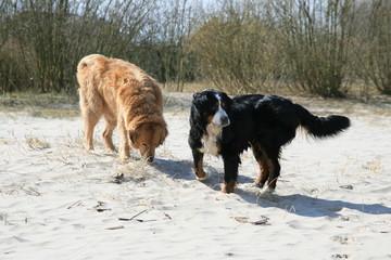 Naklejka premium Golden Retriever und Bernersennen schnuppern im Sand