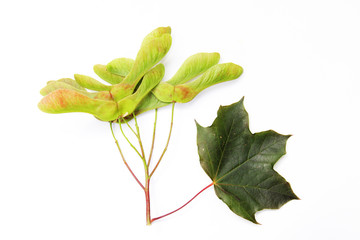 sycamore seeds and leaf