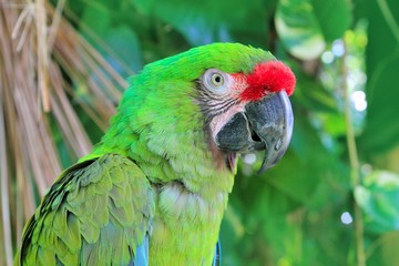 Ara Militaris Military Macaw Green parrot © lunamarina