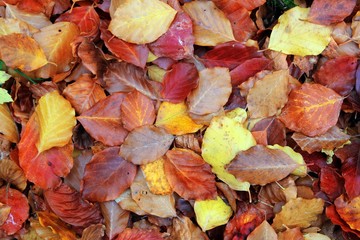 autumn beech forest leaves yellow red golden floor