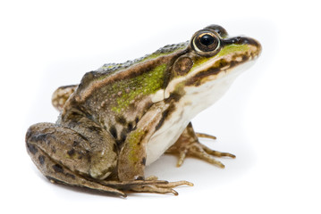 Rana ridibunda. Lake frog on white background