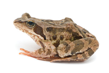 Obraz premium Rana temporaria. Grass frog on white background.