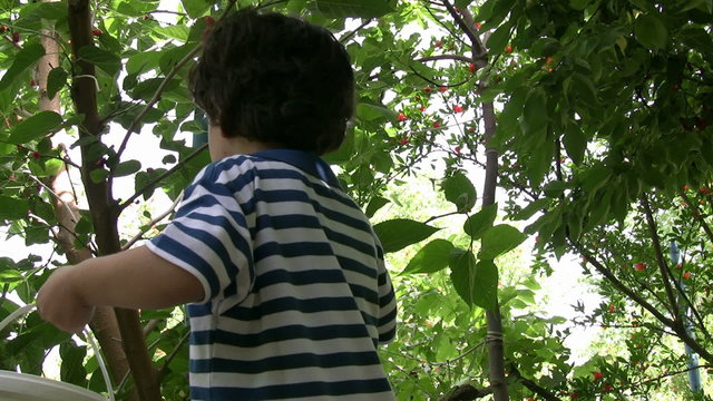 Little Boy picking cherry