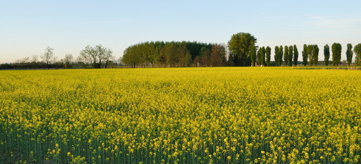 field mustard (Brassica rapa) field