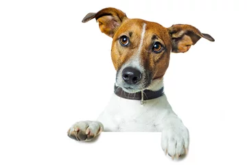 Foto auf Acrylglas Lustiger Hund Hund mit plakat oder banner