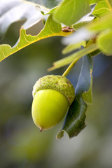 green acorn