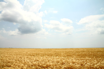 Fototapeta na wymiar yellow wheat field under blue sky