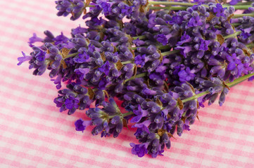 Bouquet Lavender on pink background