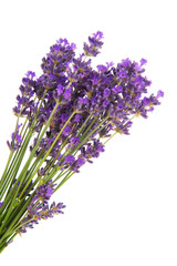 Bouquet Lavender