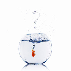 gold fish in a fishbowl