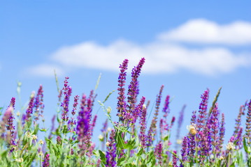 Field of wild violet flowers against blue sky in summer.