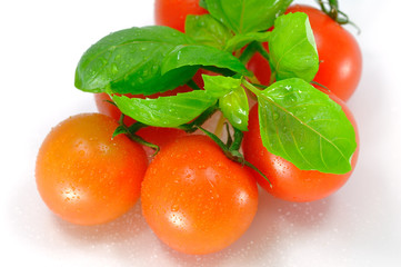 soczyste pomidorki koktajlowe z bazylią na białym tle
