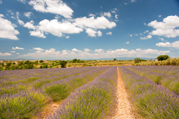 Lavender in the French Provence
