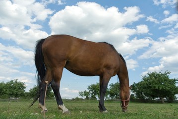 Obraz premium horse