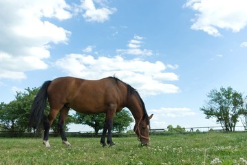 Obraz premium horse