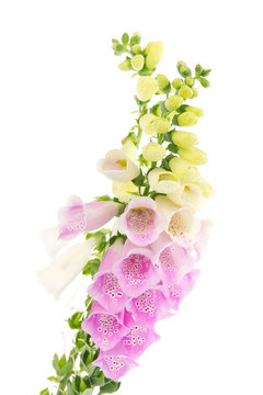 Purple And White  Foxglove