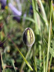 knospe eines mohns