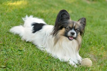 papillon or butterfly dog