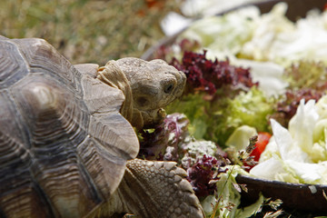 Spornschildkröte