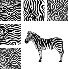 Fototapeta na wymiar Zebra, texture of zebra