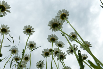 Obraz premium flowers