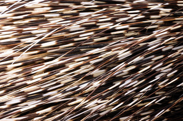 Porcupine quills