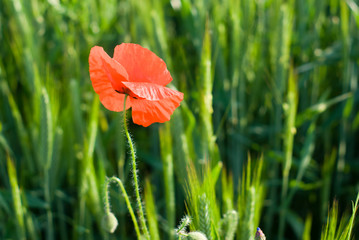 Naklejka premium kwiaty