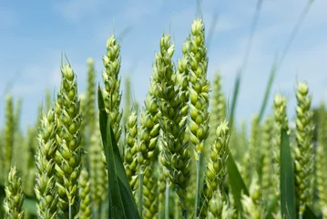 Foto op Plexiglas Platteland wheat