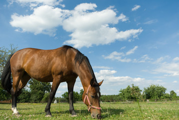 Obraz premium horse