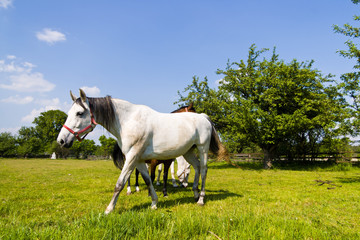 Fototapeta premium horse