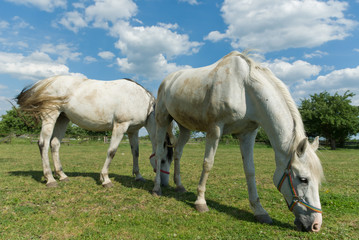 Obraz premium horse