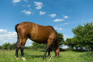 Obraz premium horse