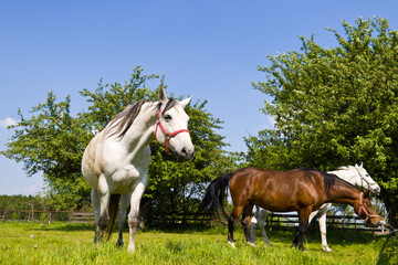 Fototapeta premium horse