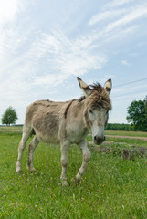 donkey