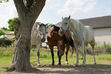 Obraz premium horse