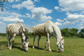 Obraz premium horse
