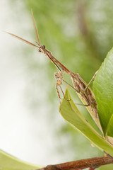 praying mantis