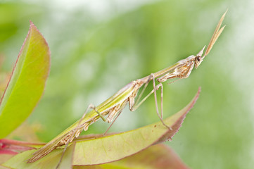 praying mantis