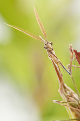 praying mantis