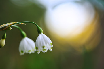 スノーフレーク