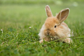 Baby gold rabbit in grass
