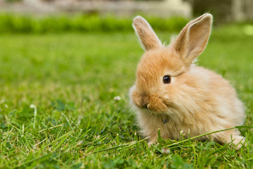 Baby gold rabbit in grass