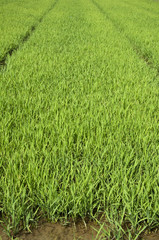 paddy field