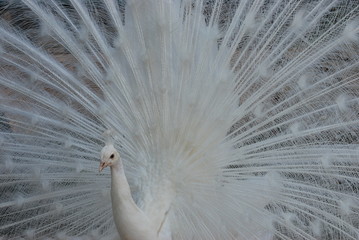 Naklejka premium paon