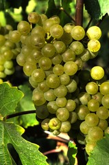 hdr vignes - raisin blond